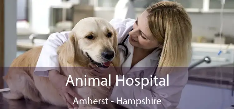 Animal Hospital Amherst - Hampshire