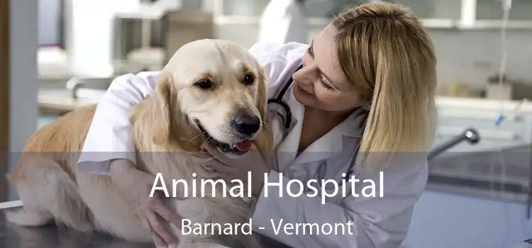 Animal Hospital Barnard - Vermont