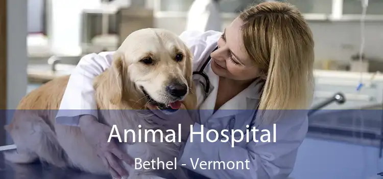 Animal Hospital Bethel - Vermont