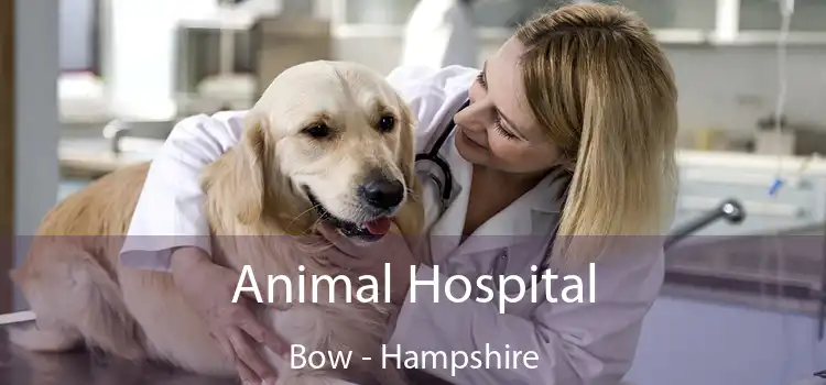 Animal Hospital Bow - Hampshire