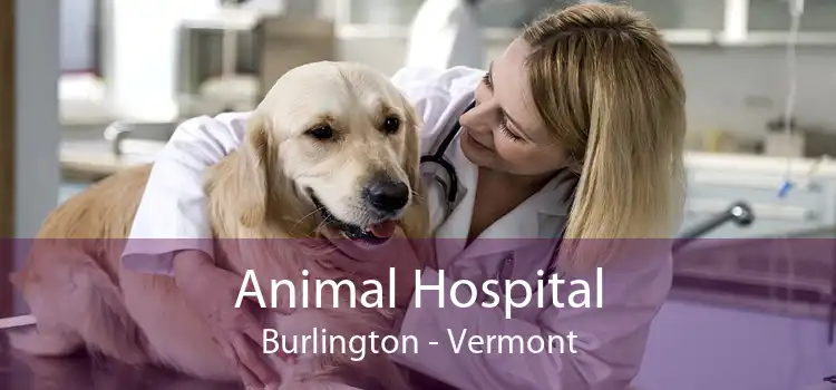 Animal Hospital Burlington - Vermont