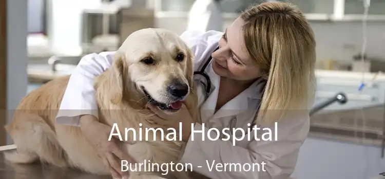 Animal Hospital Burlington - Vermont