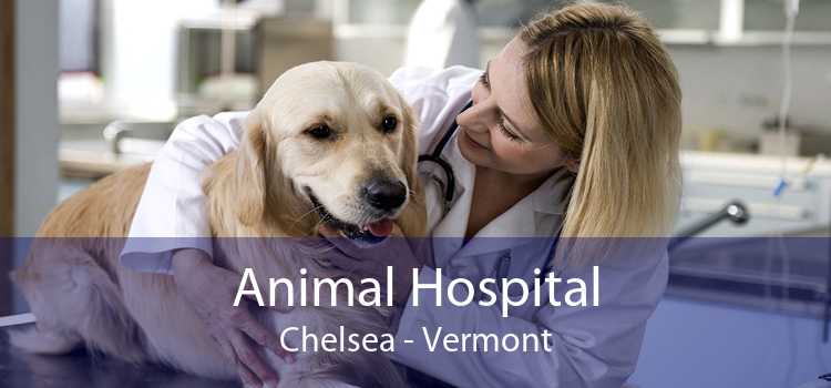 Animal Hospital Chelsea - Vermont