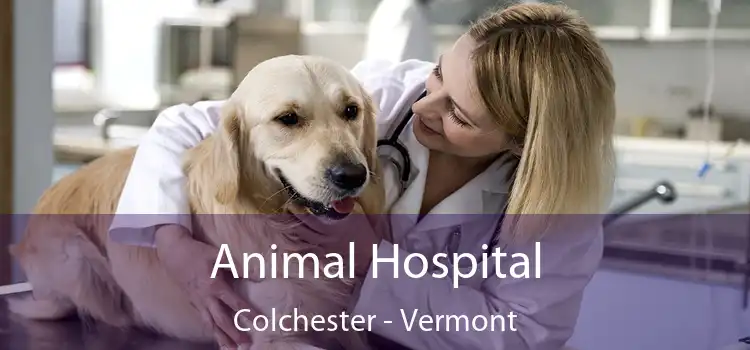 Animal Hospital Colchester - Vermont