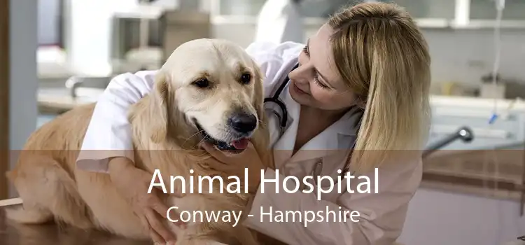 Animal Hospital Conway - Hampshire