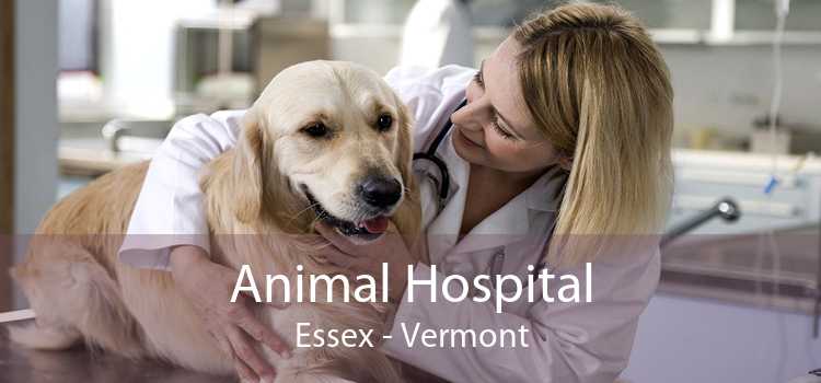 Animal Hospital Essex - Vermont