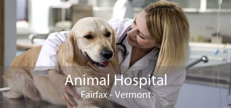 Animal Hospital Fairfax - Vermont