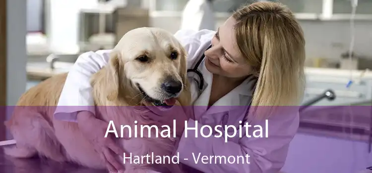 Animal Hospital Hartland - Vermont