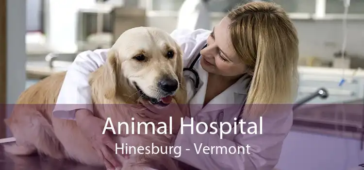 Animal Hospital Hinesburg - Vermont