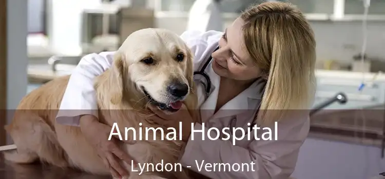 Animal Hospital Lyndon - Vermont