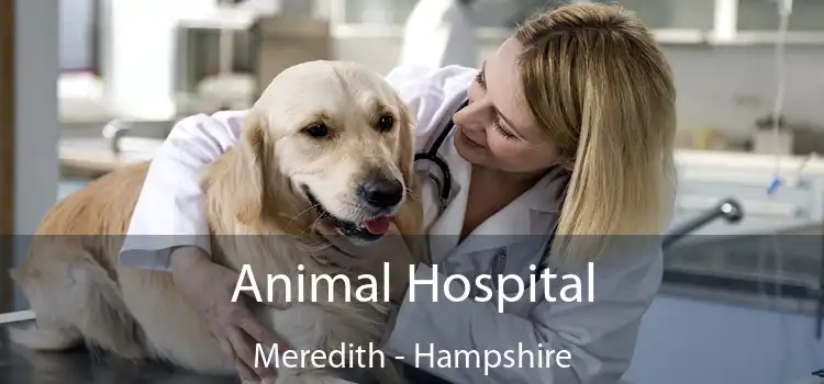 Animal Hospital Meredith - Hampshire