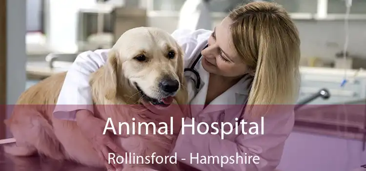 Animal Hospital Rollinsford - Hampshire