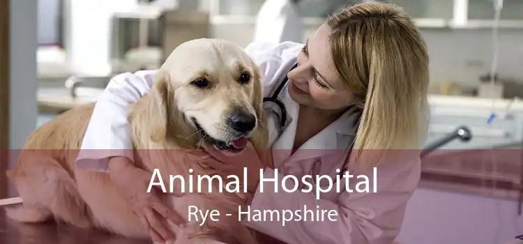 Animal Hospital Rye - Hampshire