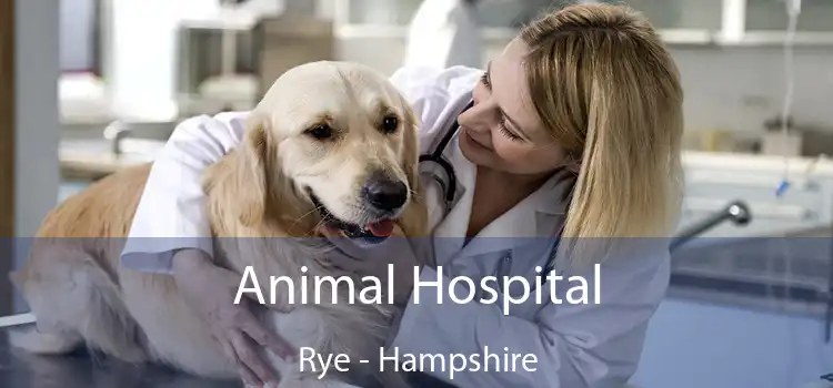 Animal Hospital Rye - Hampshire