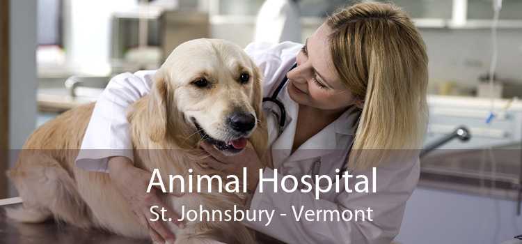 Animal Hospital St. Johnsbury - Vermont
