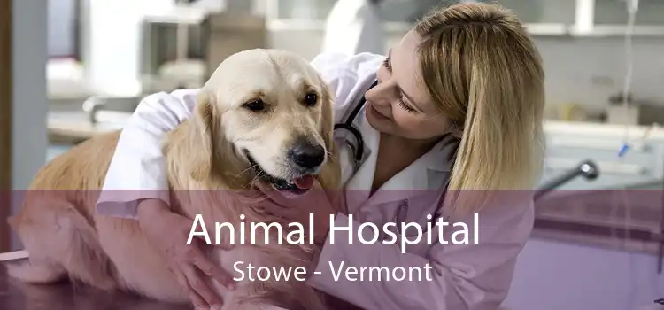 Animal Hospital Stowe - Vermont