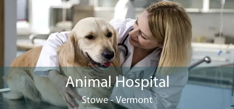 Animal Hospital Stowe - Vermont