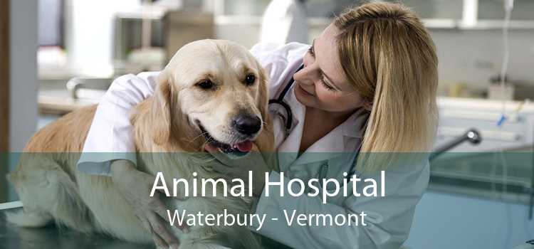Animal Hospital Waterbury - Vermont