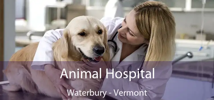 Animal Hospital Waterbury - Vermont