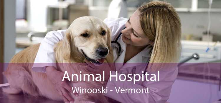 Animal Hospital Winooski - Vermont