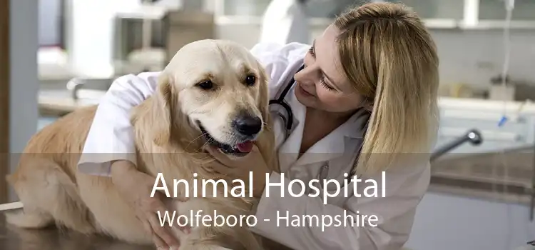 Animal Hospital Wolfeboro - Hampshire