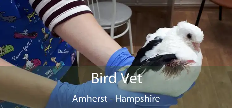 Bird Vet Amherst - Hampshire