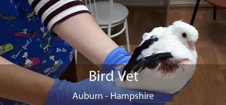 Bird Vet Auburn - Hampshire