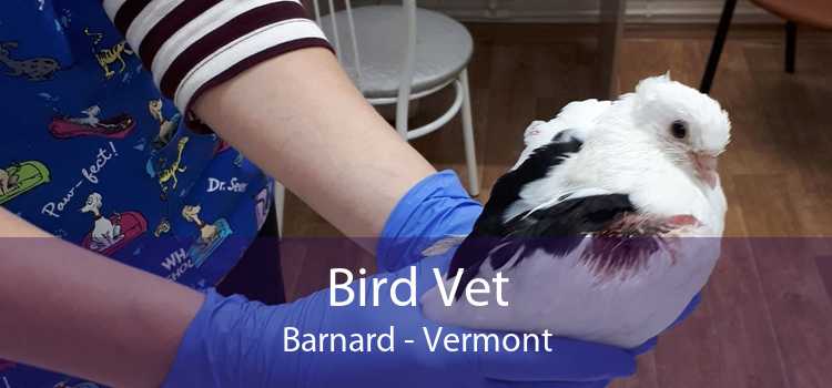 Bird Vet Barnard - Vermont