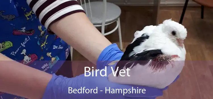 Bird Vet Bedford - Hampshire