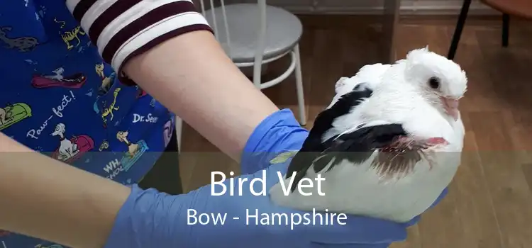 Bird Vet Bow - Hampshire