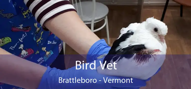 Bird Vet Brattleboro - Vermont