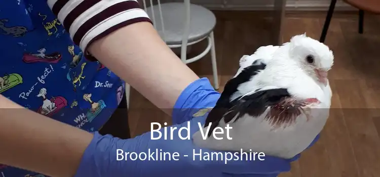 Bird Vet Brookline - Hampshire