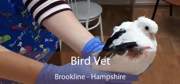 Bird Vet Brookline - Hampshire