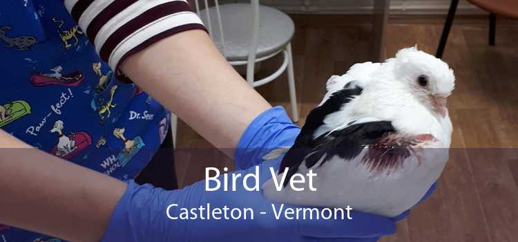 Bird Vet Castleton - Vermont