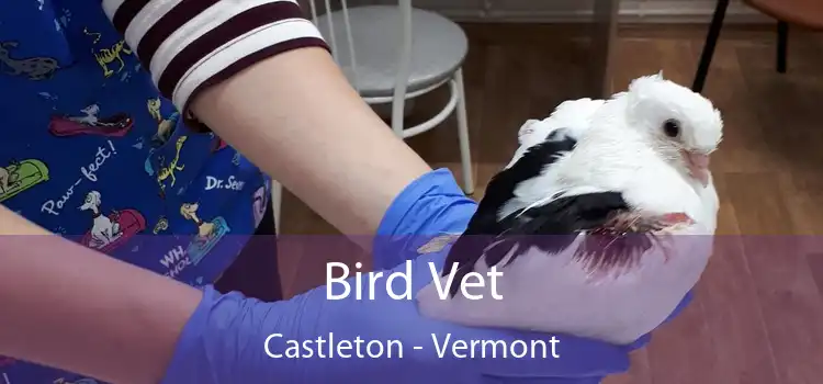 Bird Vet Castleton - Vermont