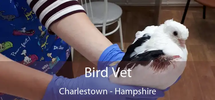 Bird Vet Charlestown - Hampshire