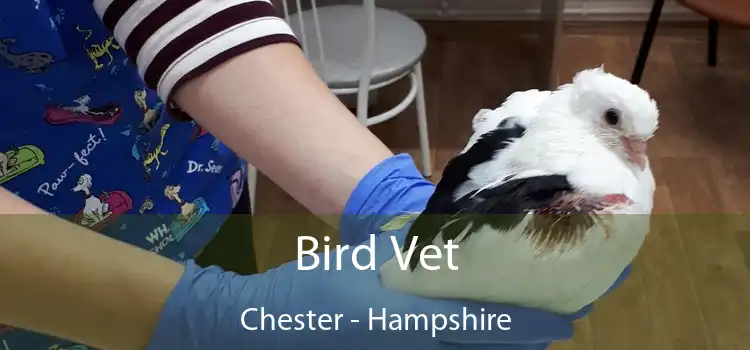 Bird Vet Chester - Hampshire