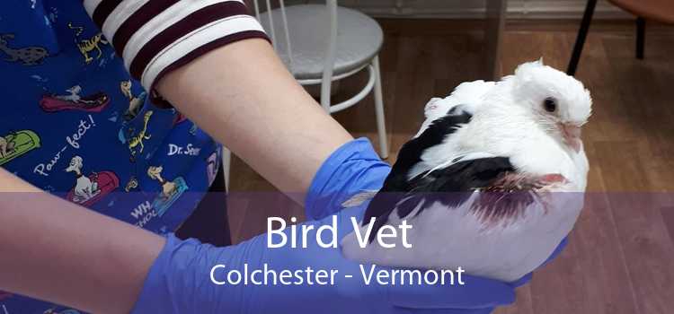 Bird Vet Colchester - Vermont