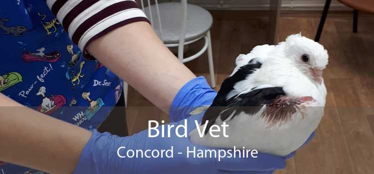 Bird Vet Concord - Hampshire