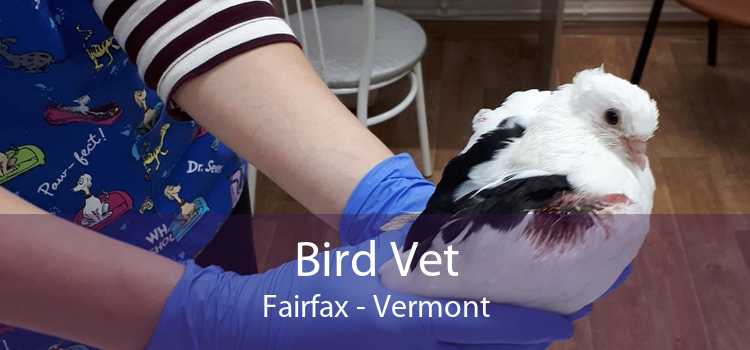 Bird Vet Fairfax - Vermont