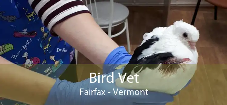 Bird Vet Fairfax - Vermont