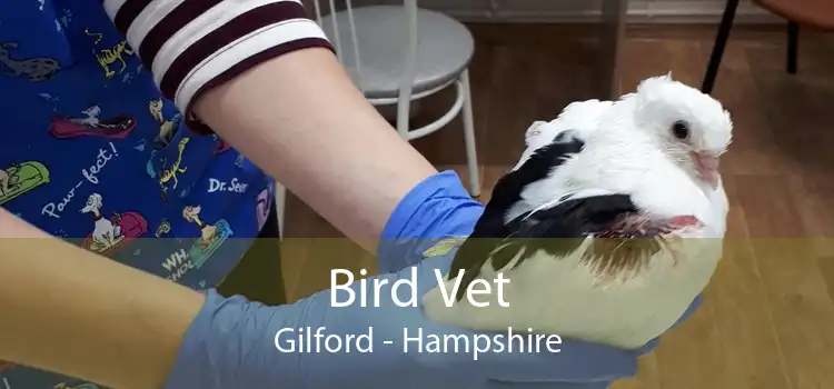 Bird Vet Gilford - Hampshire