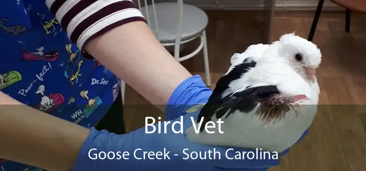 Bird Vet Goose Creek - South Carolina