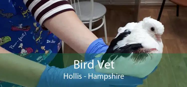Bird Vet Hollis - Hampshire