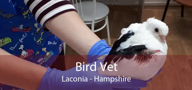 Bird Vet Laconia - Hampshire