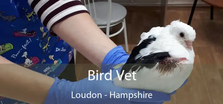 Bird Vet Loudon - Hampshire