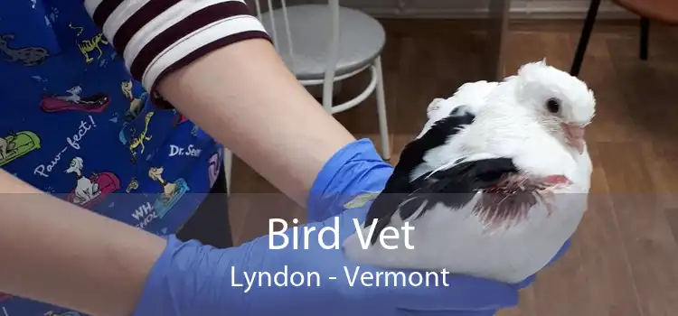 Bird Vet Lyndon - Vermont
