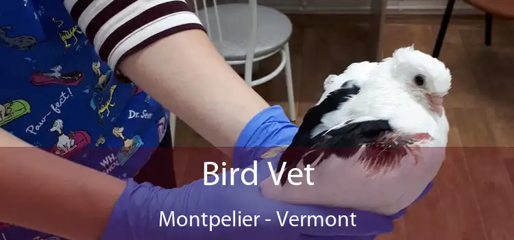 Bird Vet Montpelier - Vermont