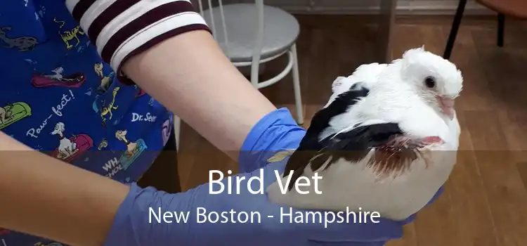 Bird Vet New Boston - Hampshire
