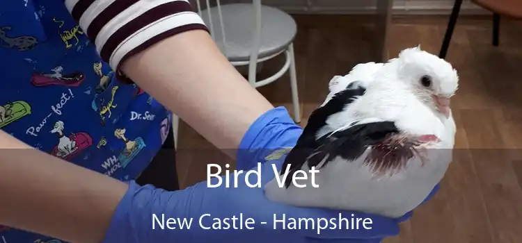 Bird Vet New Castle - Hampshire